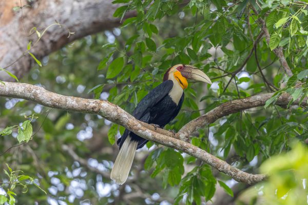 Wreathed Hornbill
