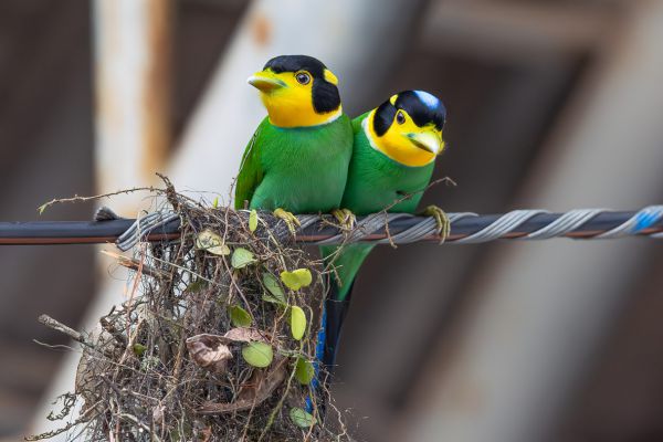 Long-tailed Broadbill