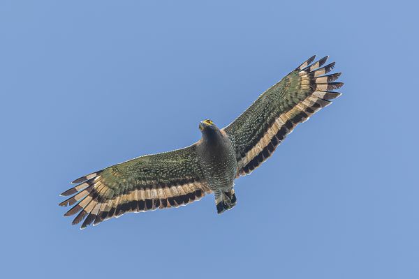 Crested Serpent-Eagle 