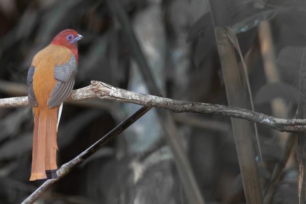 Red-headed Trogon