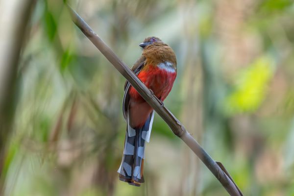 Red-headed Trogon