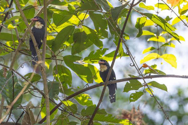 Dusky Broadbill