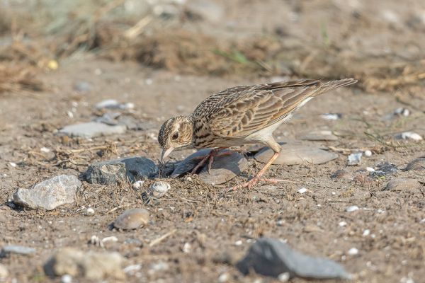 Striated Grassbird