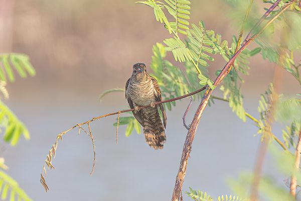 Plaintive Cuckoo Catalaans