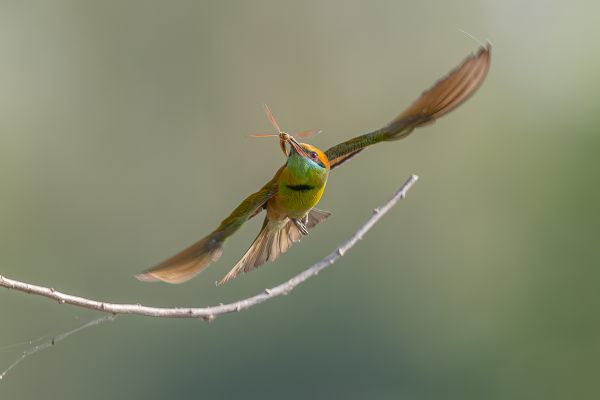 Asian Green Bee-eater