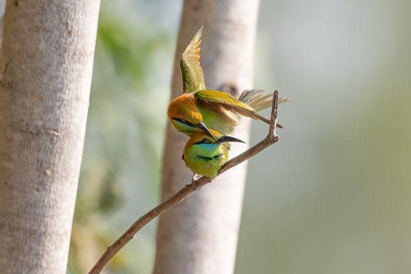 Asian Green Bee-eater