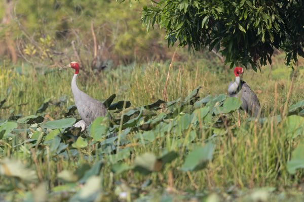 Sarus Crane