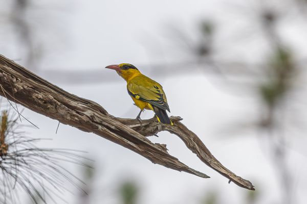 Black-naped Oriole