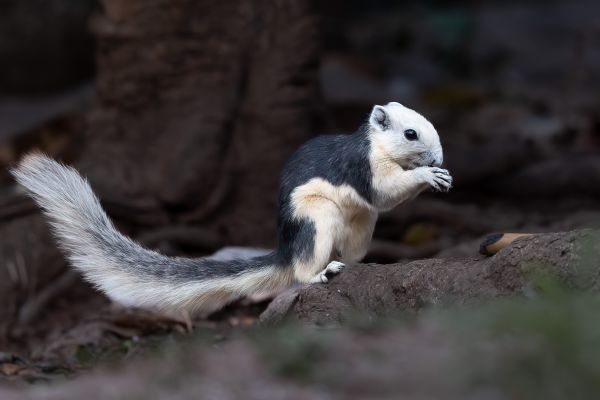Finlayson's squirrel