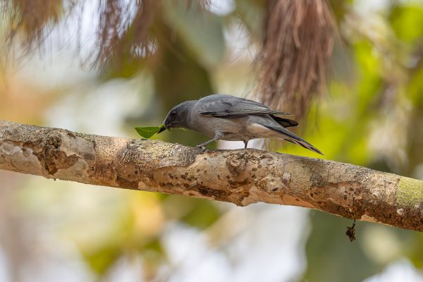 Indochinese Cuckooshrike