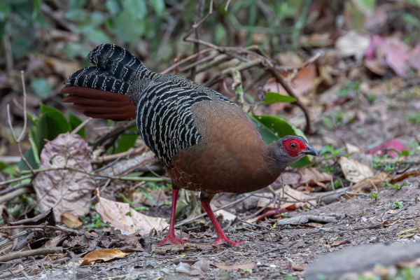 Siamese Fireback