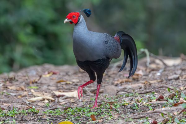 Siamese Fireback