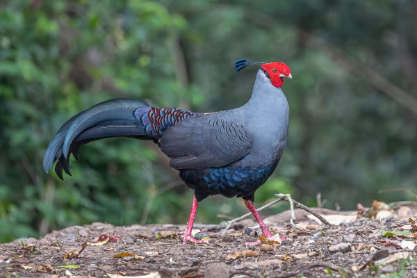 Siamese Fireback
