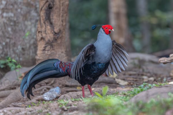 Siamese Fireback