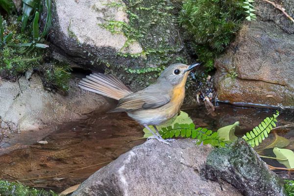 Javan Blue-Flycatcher 
