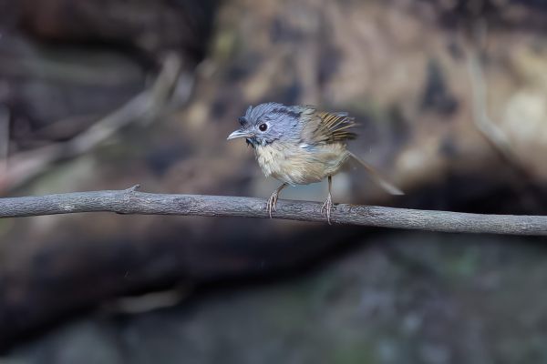 Yunnan Fulvetta