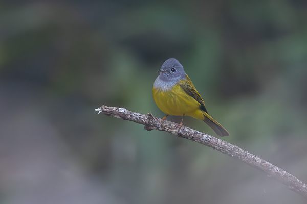 Grey-headed Canary-Flycatcher