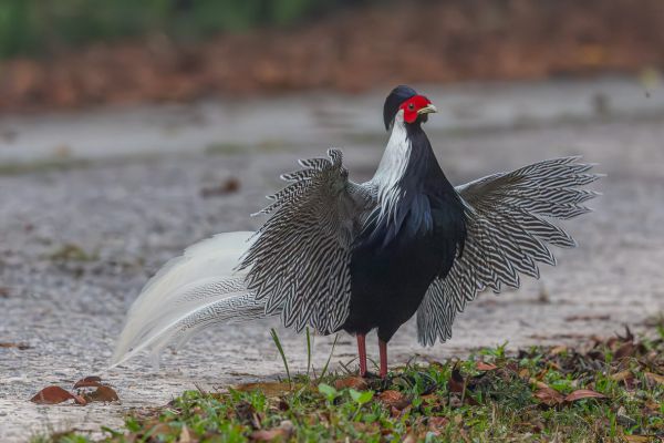 Silver Pheasant 