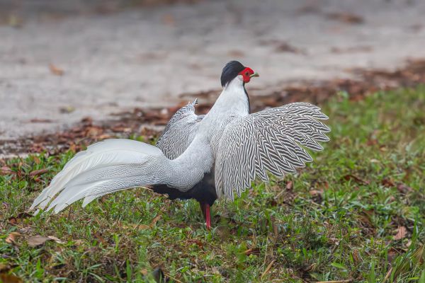 Silver Pheasant 