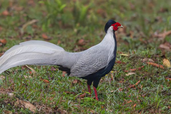 Silver Pheasant 
