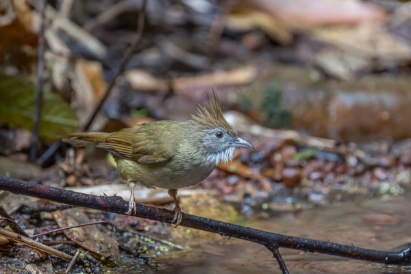 Puff-throated Bulbul