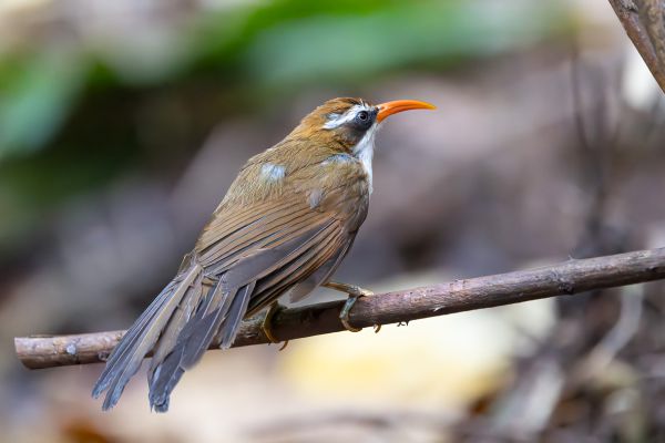 Brown-crowned Scimitar-Babbler