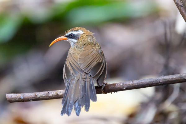 Brown-crowned Scimitar-Babbler