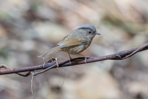 Brown-cheeked Fulvetta