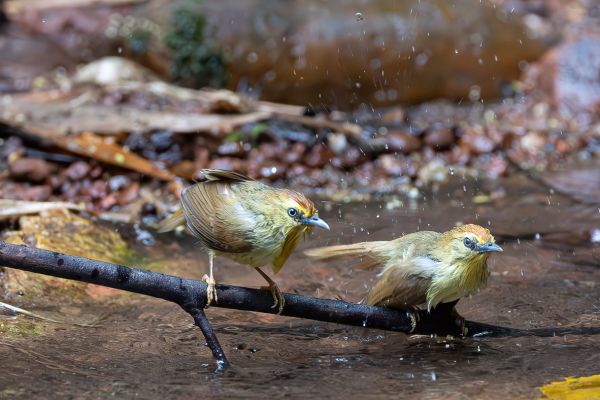 Puff-throated Babbler 