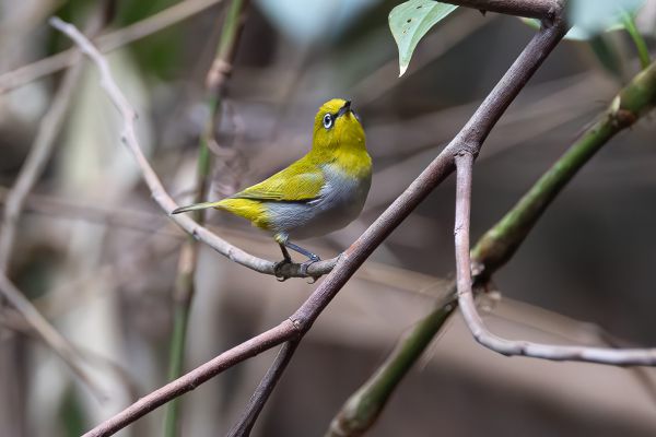 Indian White-eye 