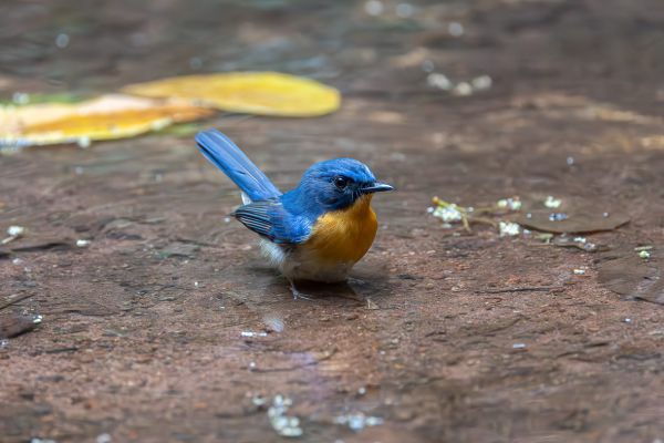 Javan Blue-Flycatcher