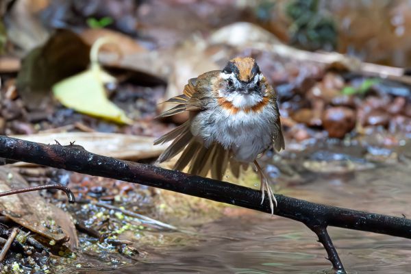 Rufous-throated Fulvetta