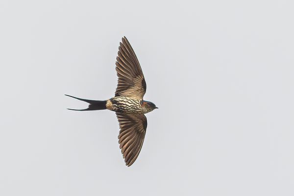 Daurian Red-rumped Swallow 