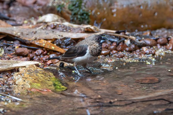 White-rumped Munia