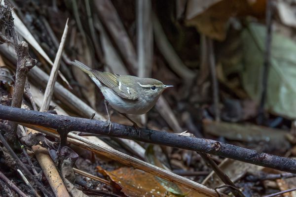 Grey-legged Leaf-Warbler