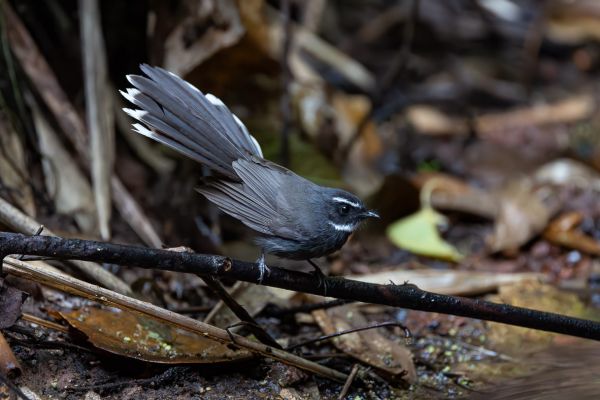 White-throated Fantail 