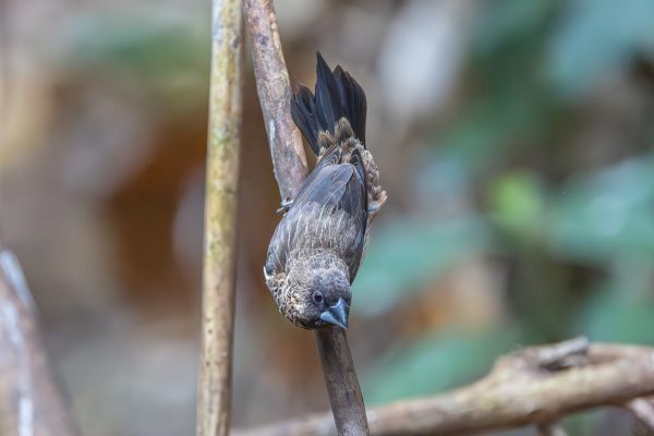 White-rumped Munia 