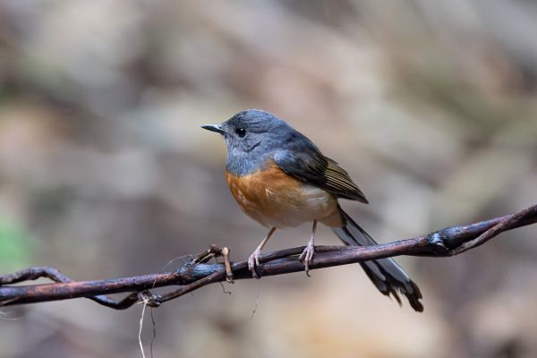 White-rumped Shama