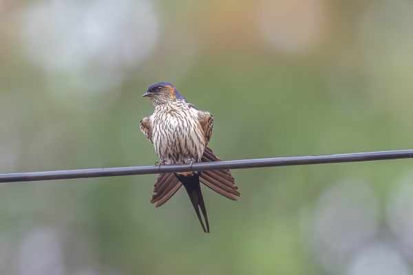 Asian Red-rumped Swallow 