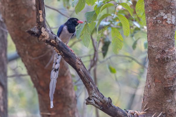Blue Magpie