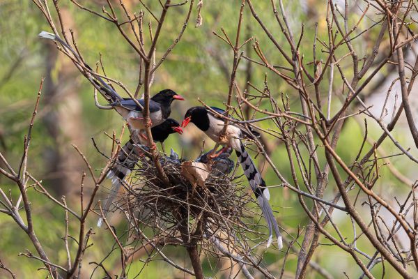 Blue Magpie