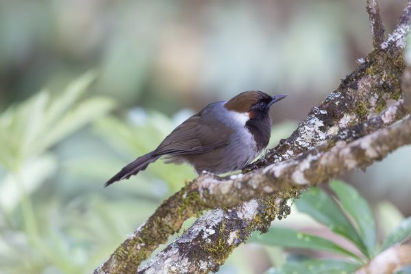 White-necked Laughingthrush