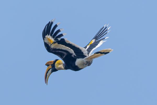 Great Hornbill