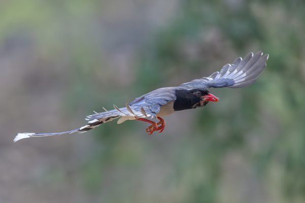 Blue Magpie