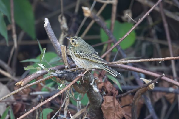 Olive-backed Pipit