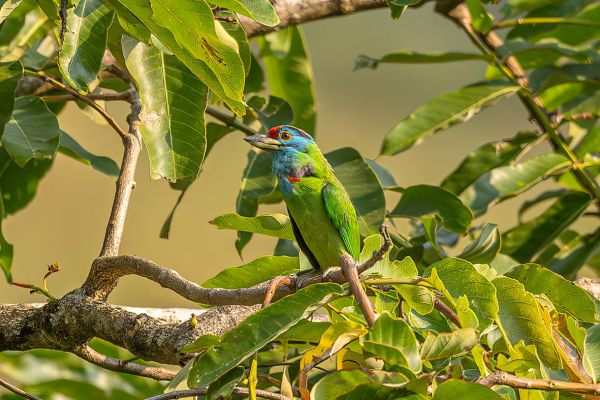 Blue-throated Barbet 