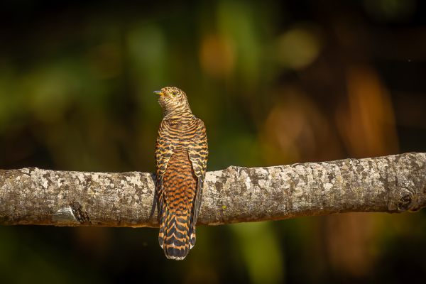 Himalayan Cuckoo