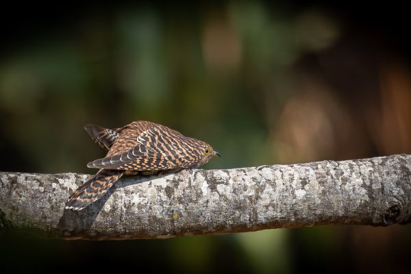 Himalayan Cuckoo