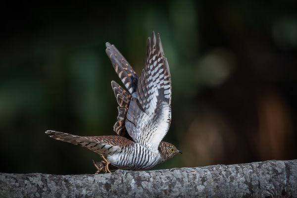 Himalayan Cuckoo