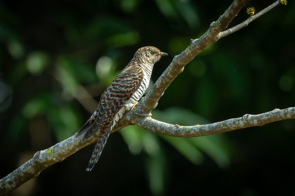 Himalayan Cuckoo